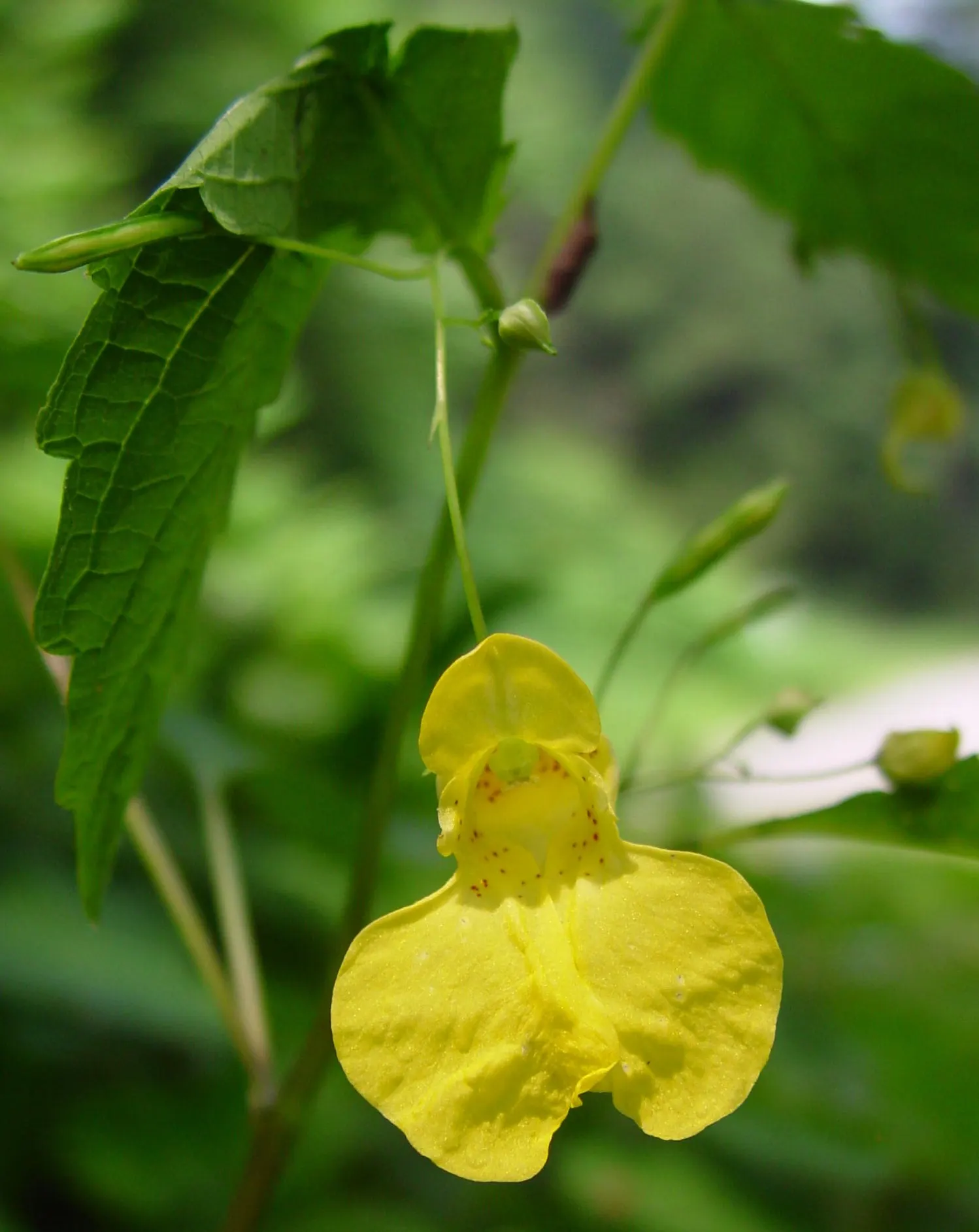 Jewelweed (Impatiens Capensis) — displaying trumpet-shaped flowers with a vibrant orange color speckled with red or brown spots