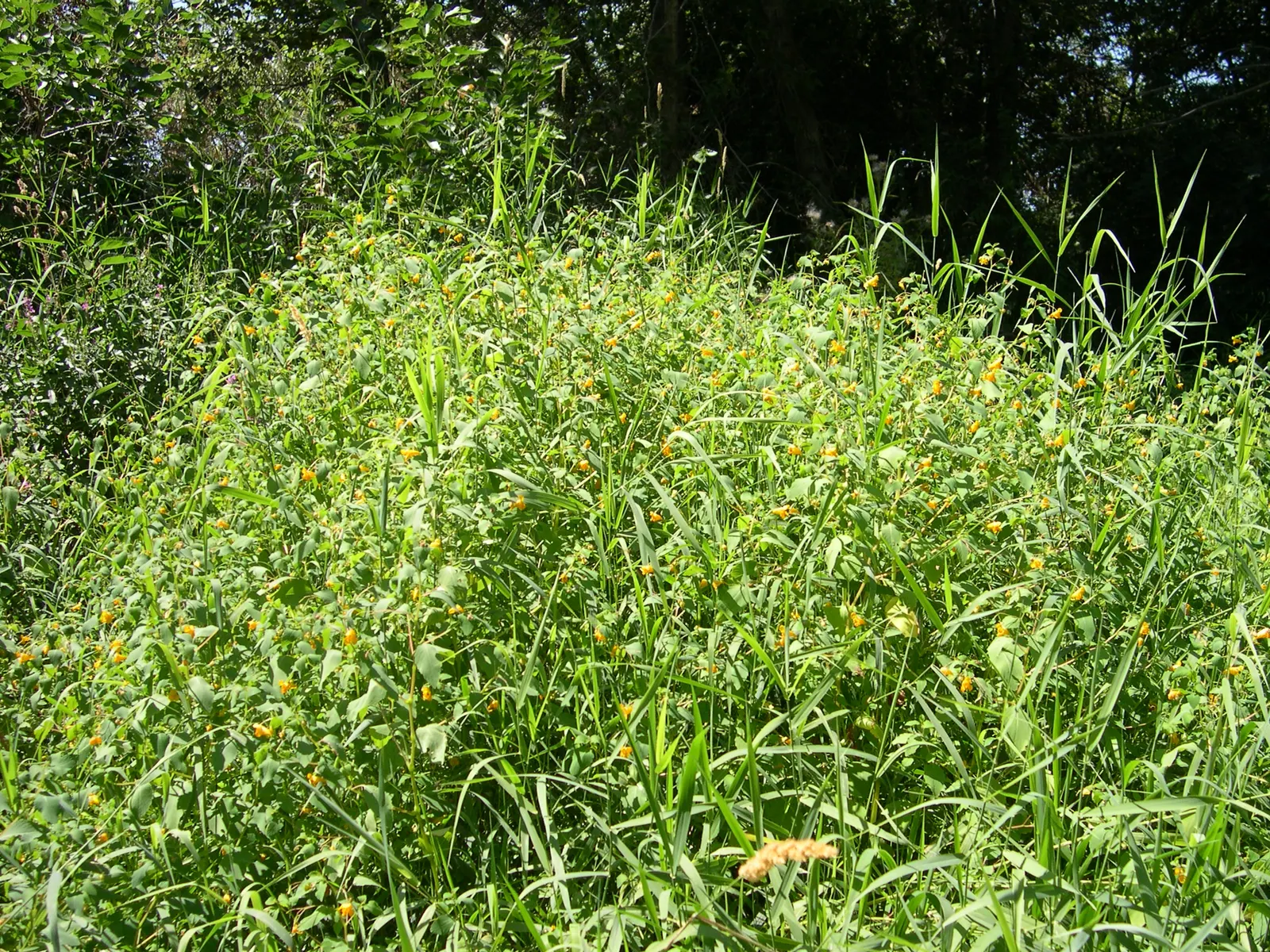 Jewelweed (Impatiens Capensis) — Another intriguing feature is its seed pods which burst open when touched; graces gardens with its vibrant, image 90
