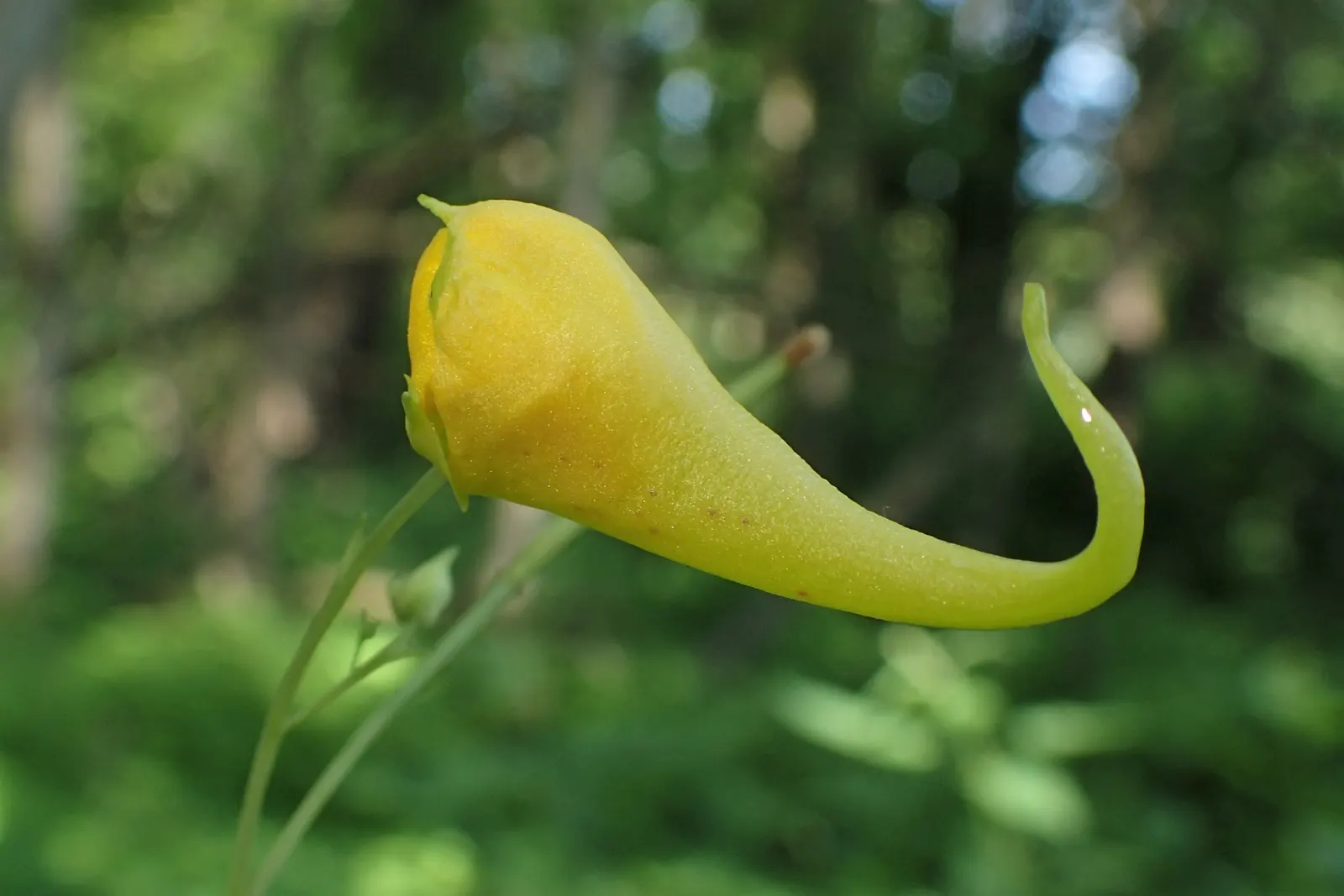 Jewelweed (Impatiens Capensis) — It's an excellent choice for naturalized areas; its natural habitat includes stream banks and moist woodlands, image 120