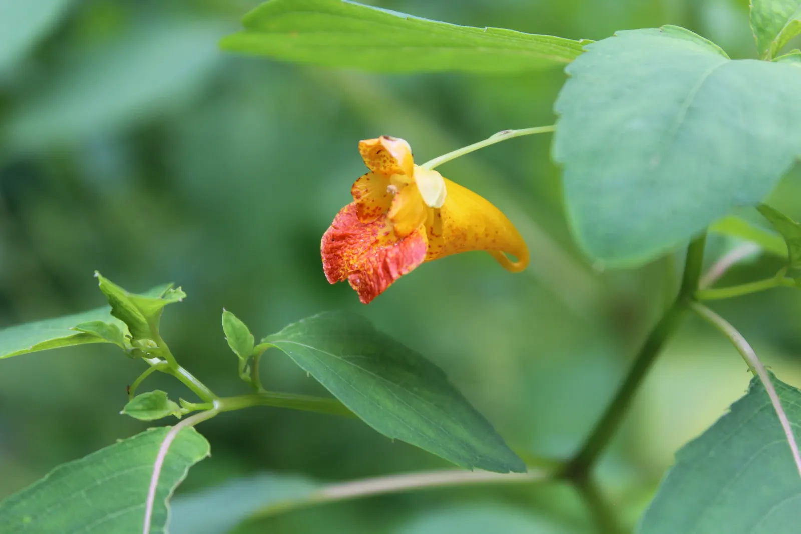 Jewelweed (Impatiens Capensis) — it's important to note that Jewelweed prefers partial to full shade and consistently damp soil; orange flowers in, image 68
