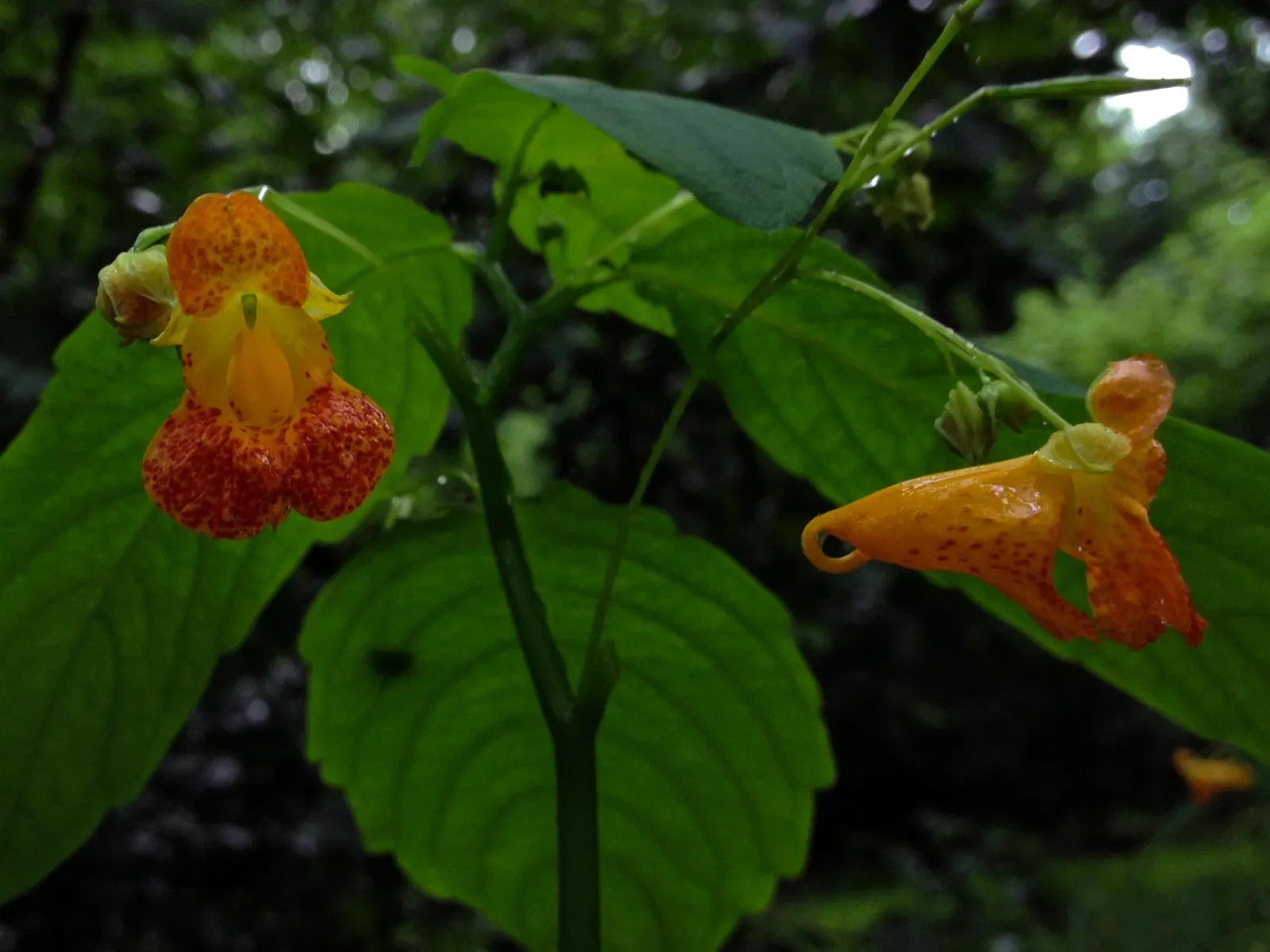 Jewelweed (Impatiens Capensis) — it's important to note that Jewelweed prefers partial to full shade and consistently damp soil; orange flowers in, image 168
