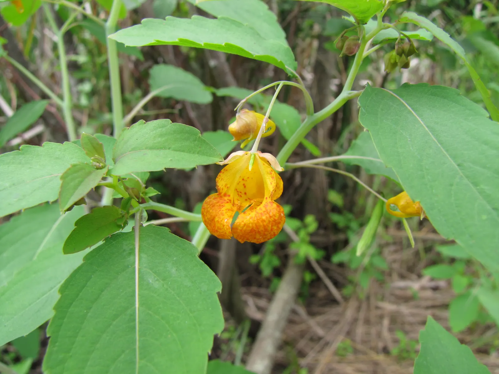 Jewelweed (Impatiens Capensis) — This plant typically reaches a height of 2 to 5 feet and spreads about 1.5 to 2 feet wide; a characteristic that, image 160