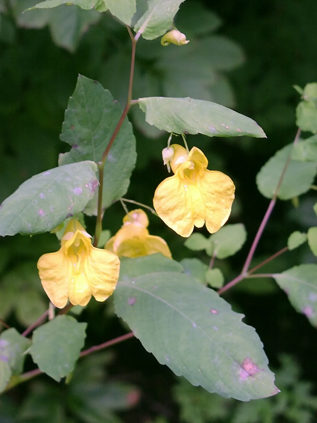 Jewelweed (Impatiens Capensis) — Its natural habitat includes stream banks and moist woodlands; it's a self-seeding annual that can spread, image 162