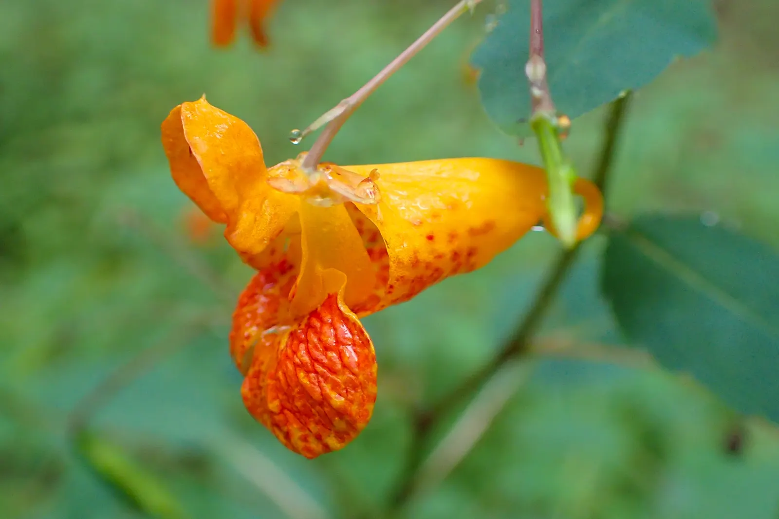 Jewelweed (Impatiens Capensis) — also known as Touch-Me-Not; its succulent stems and trumpet-shaped blooms attract hummingbirds and butterflies