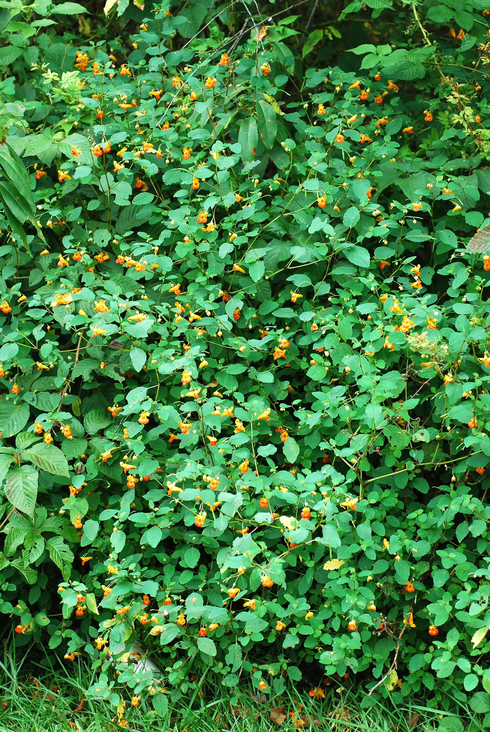 Jewelweed (Impatiens Capensis) — which adds a functional aspect to its presence in a garden setting; also known as Touch-Me-Not