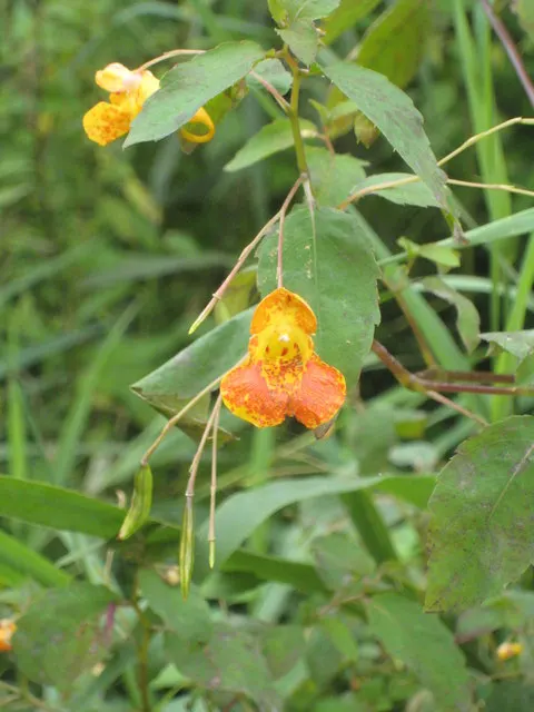 Jewelweed (Impatiens Capensis) — a characteristic that has earned it the nickname 'Touch-Me-Not.'<br><br>For landscape purposes; dispersing seeds, image 142