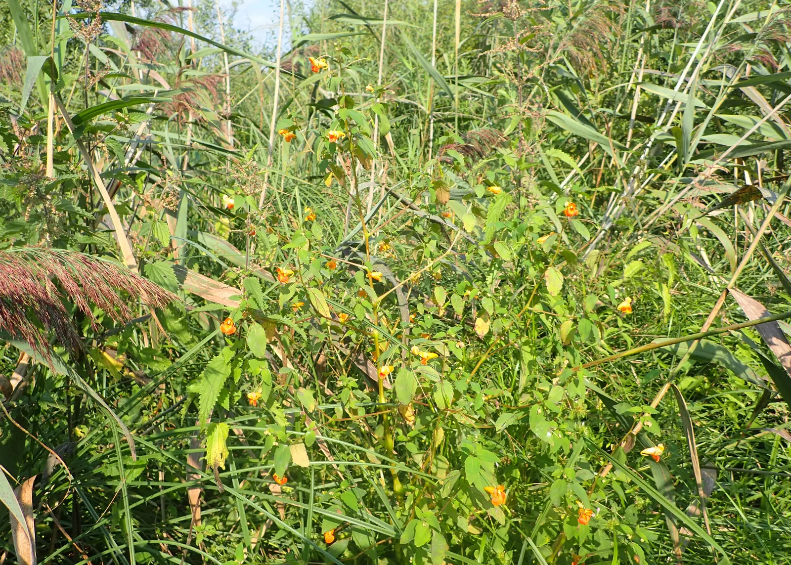 Jewelweed (Impatiens Capensis) — but is adaptable and can tolerate a variety of soil types; making it an excellent choice for wildlife gardens