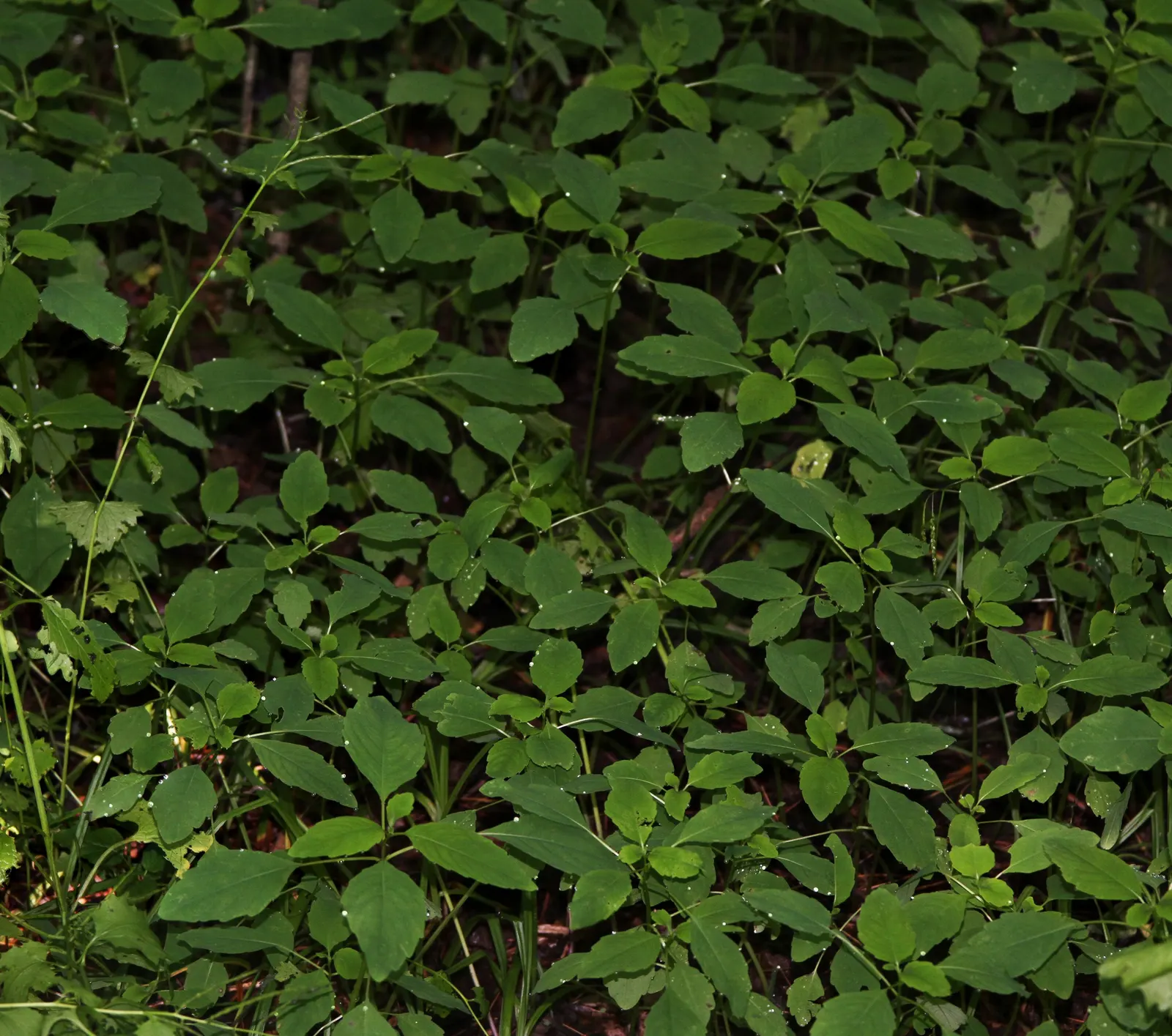 Jewelweed (Impatiens Capensis) — displaying trumpet-shaped flowers with a vibrant orange color speckled with red or brown spots, image 63