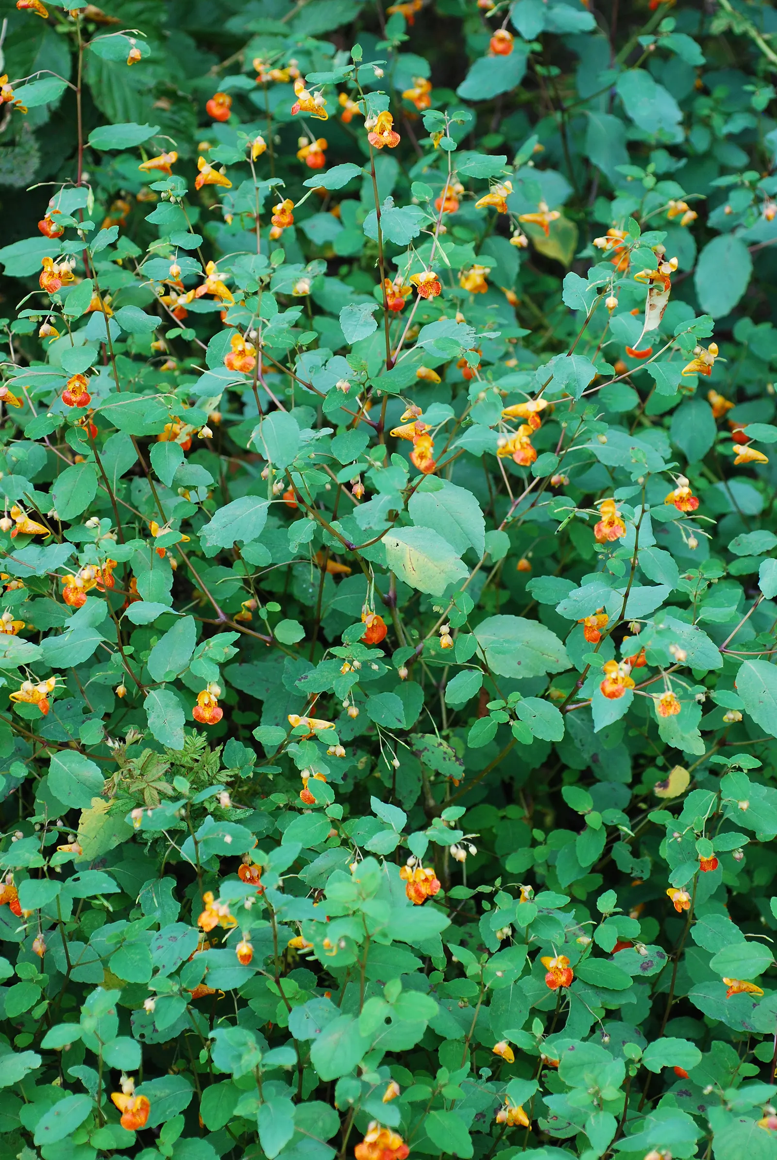 Jewelweed (Impatiens Capensis) — displaying trumpet-shaped flowers with a vibrant orange color speckled with red or brown spots, image 38