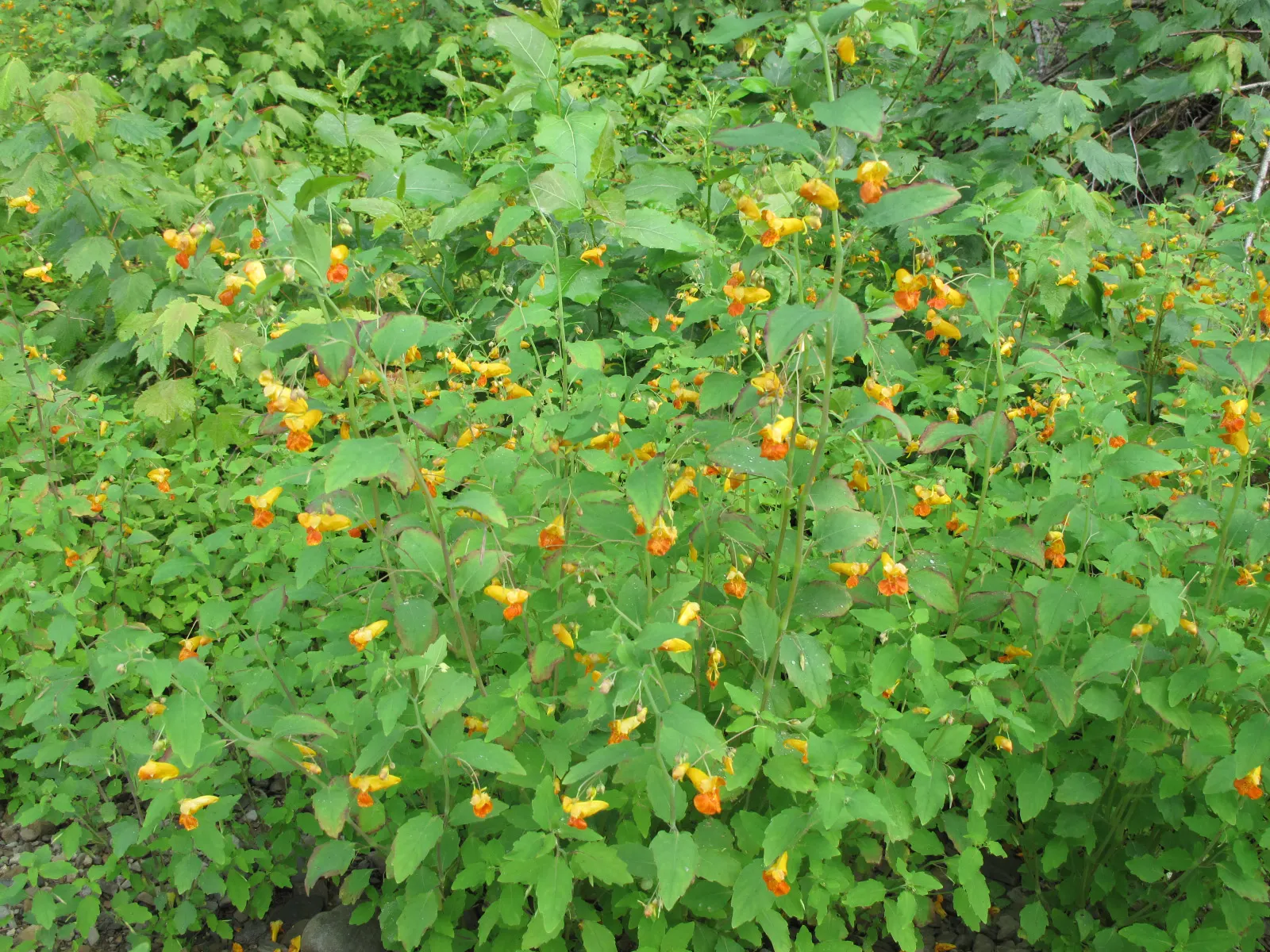 Jewelweed (Impatiens Capensis) — orange flowers in the garden; is a North American native annual plant that can be a delightful addition to your landscape