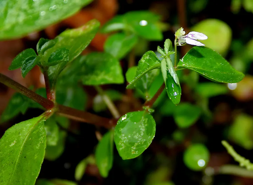 Jewelweed (Impatiens Capensis) — It thrives in hardiness zones 2 through 11 and is valued for its high tolerance to moist conditions; annual with, image 61