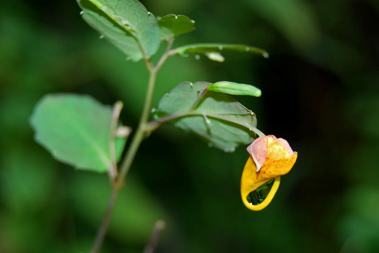 Jewelweed (Impatiens Capensis) — It's a self-seeding annual that can spread vigorously in favorable conditions; the flowers are roughly 1-inch in, image 56