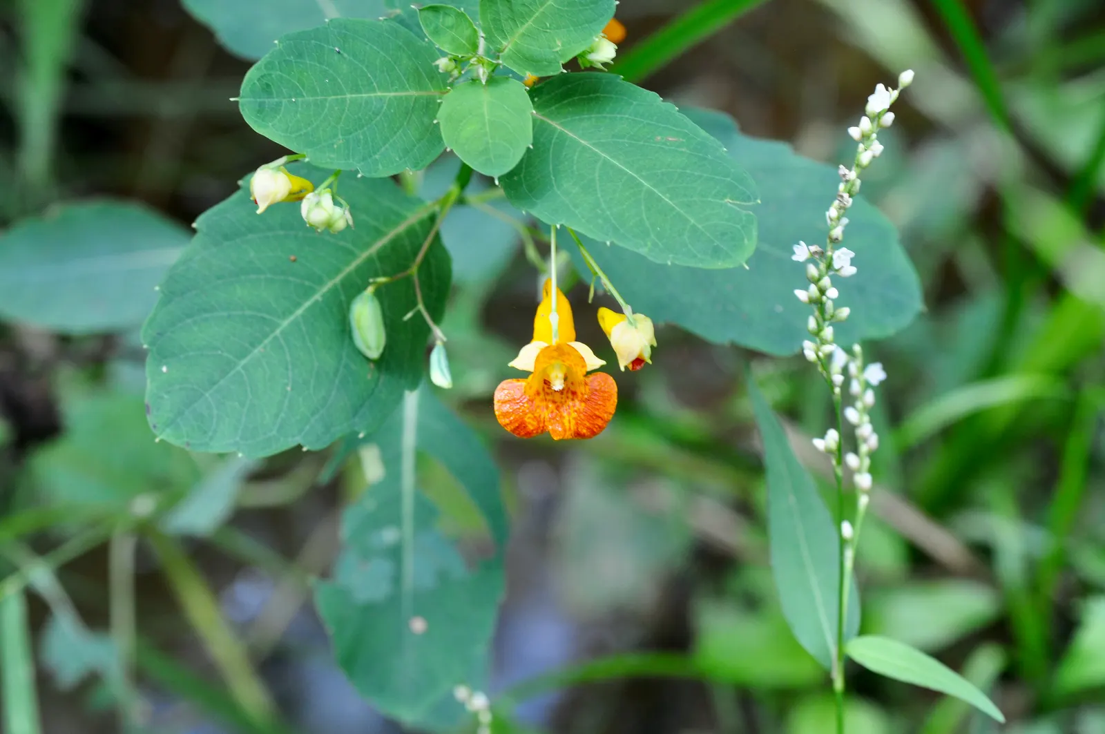 Jewelweed (Impatiens Capensis) — Its succulent stems and trumpet-shaped blooms attract hummingbirds and butterflies; annual for half or shade, image 129
