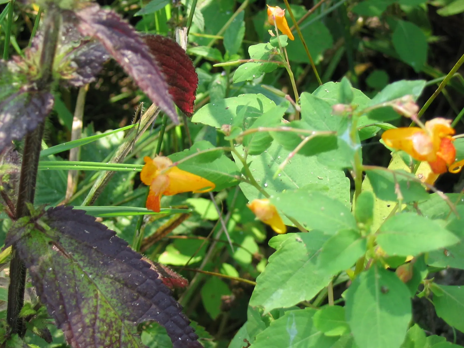 Jewelweed (Impatiens Capensis) — particularly in wet or shady areas; this plant typically reaches a height of 2 to 5 feet and spreads about 1.5 to, image 84