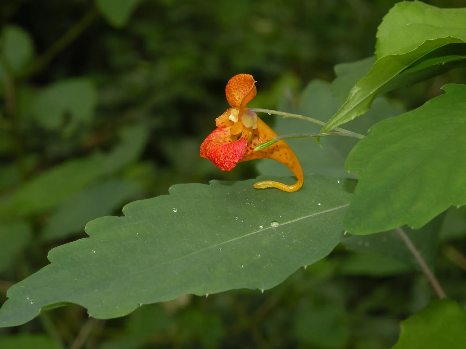 Jewelweed (Impatiens Capensis) — Another intriguing feature is its seed pods which burst open when touched; graces gardens with its vibrant, image 115
