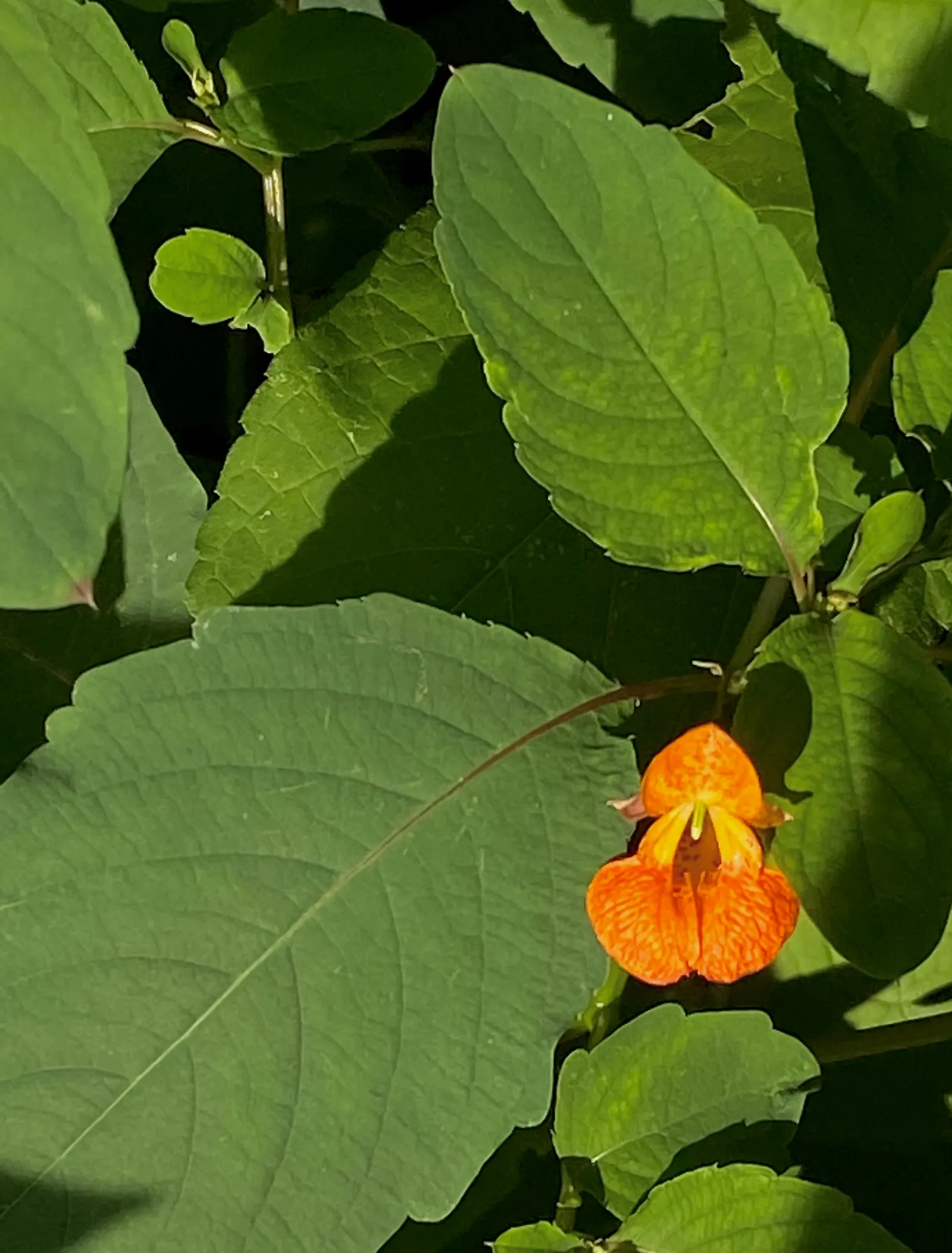 Jewelweed (Impatiens Capensis) — also known as Touch-Me-Not; its succulent stems and trumpet-shaped blooms attract hummingbirds and butterflies, image 151