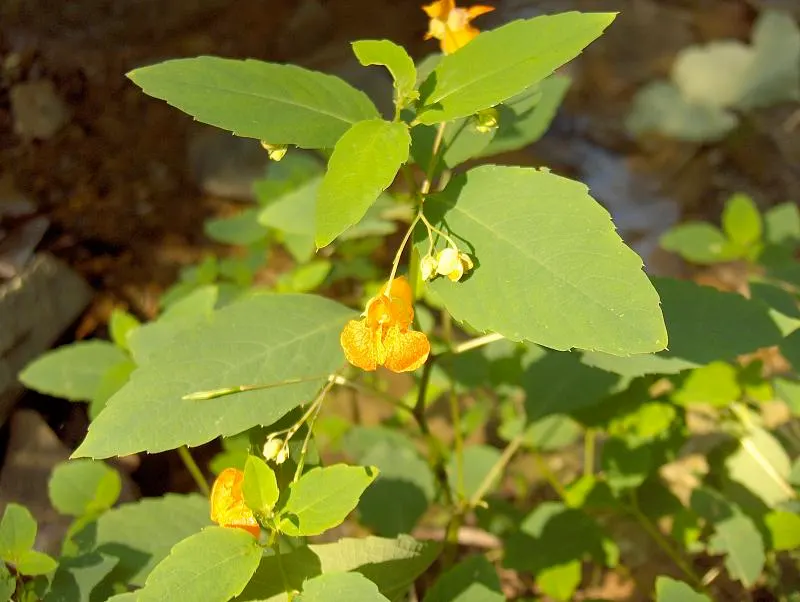 Jewelweed (Impatiens Capensis) — The flowers are roughly 1-inch in length and are a magnet for pollinators like hummingbirds and butterflies; it's, image 139