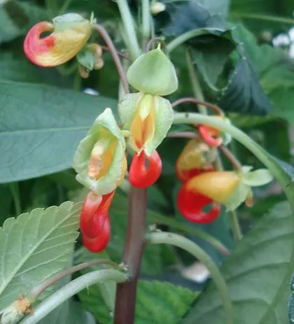 Jewelweed (Impatiens Capensis) — This North American native typically grows 2 to 5 feet tall and thrives in moist, shady areas; it's important to, image 78