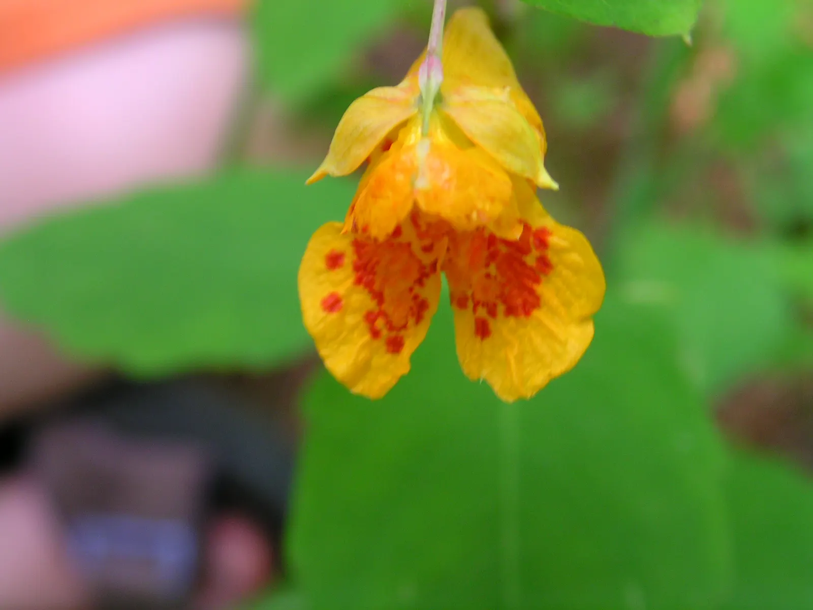 Jewelweed (Impatiens Capensis) — The flowers are roughly 1-inch in length and are a magnet for pollinators like hummingbirds and butterflies; it's, image 89
