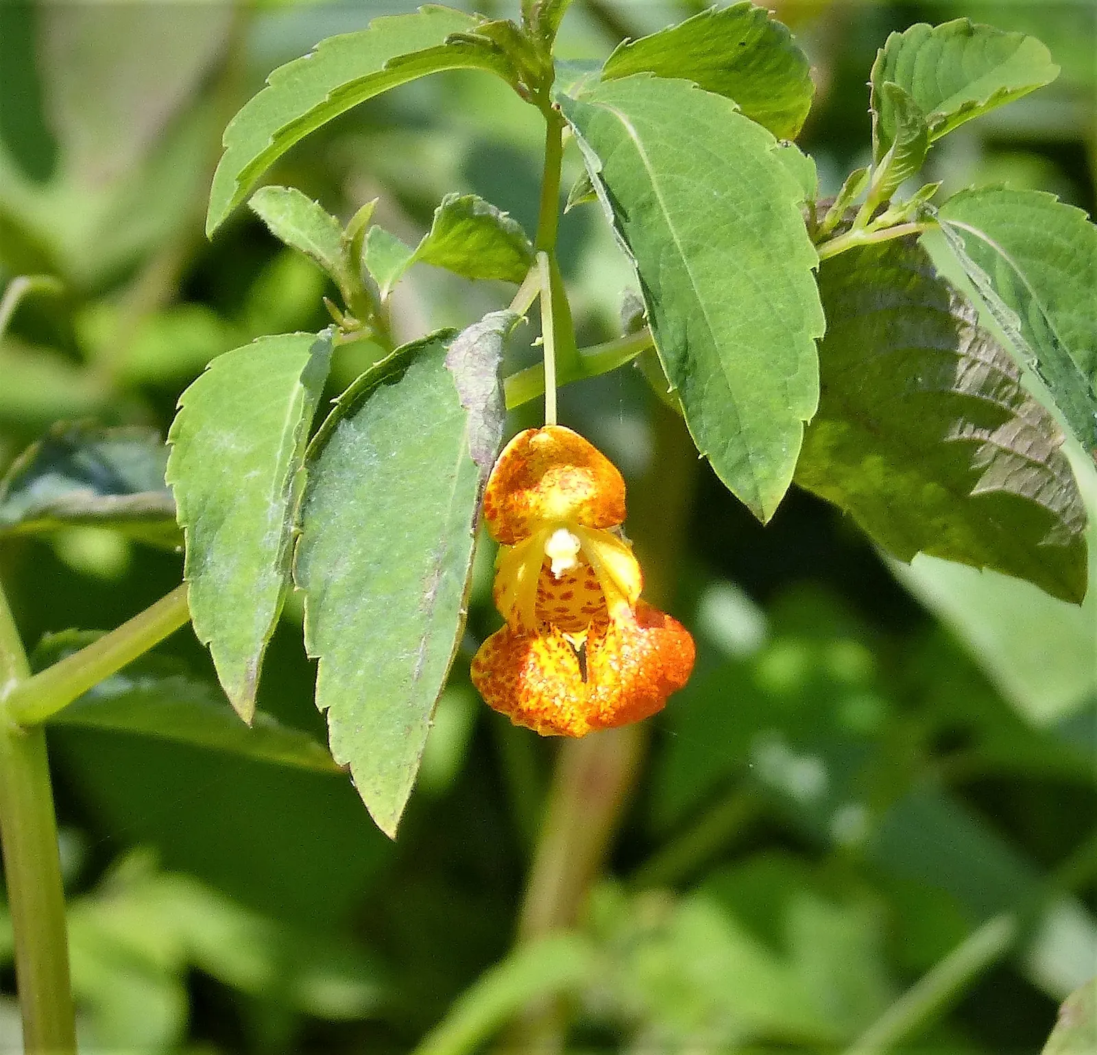 Jewelweed (Impatiens Capensis) — is a North American native annual plant that can be a delightful addition to your landscape; this North American native