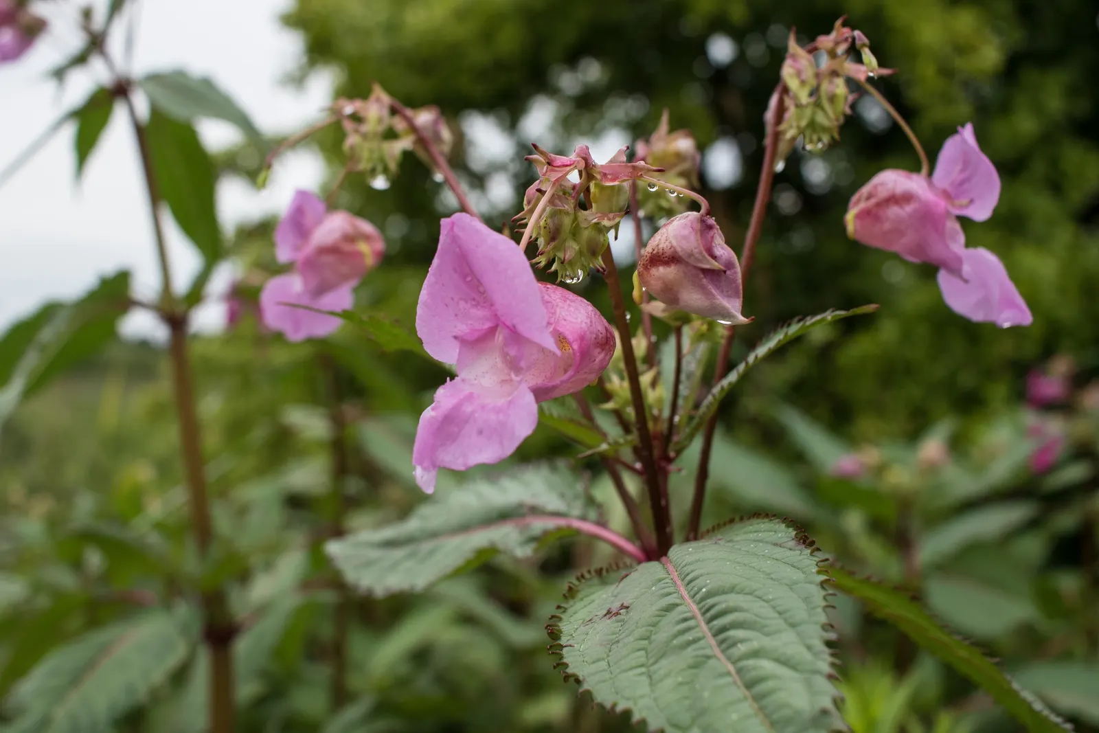 Jewelweed (Impatiens Capensis) — but is adaptable and can tolerate a variety of soil types; making it an excellent choice for wildlife gardens, image 169