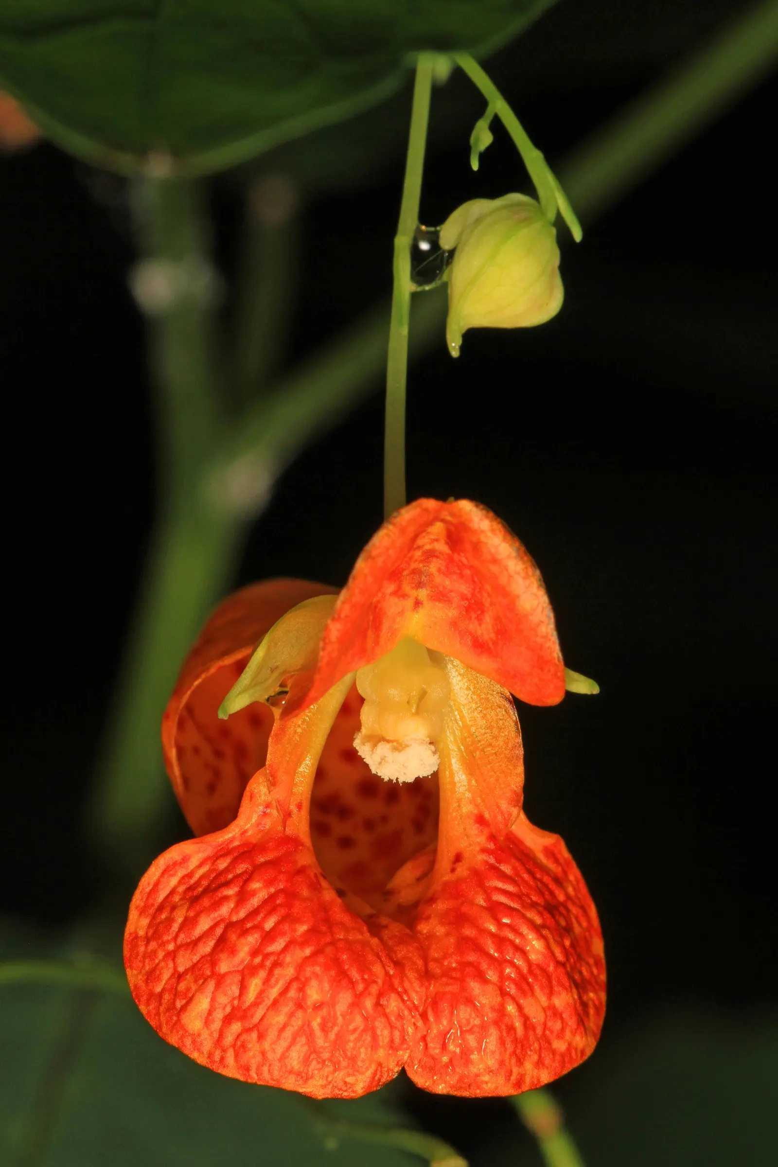 Jewelweed (Impatiens Capensis) — The flowers are roughly 1-inch in length and are a magnet for pollinators like hummingbirds and butterflies; it's, image 64