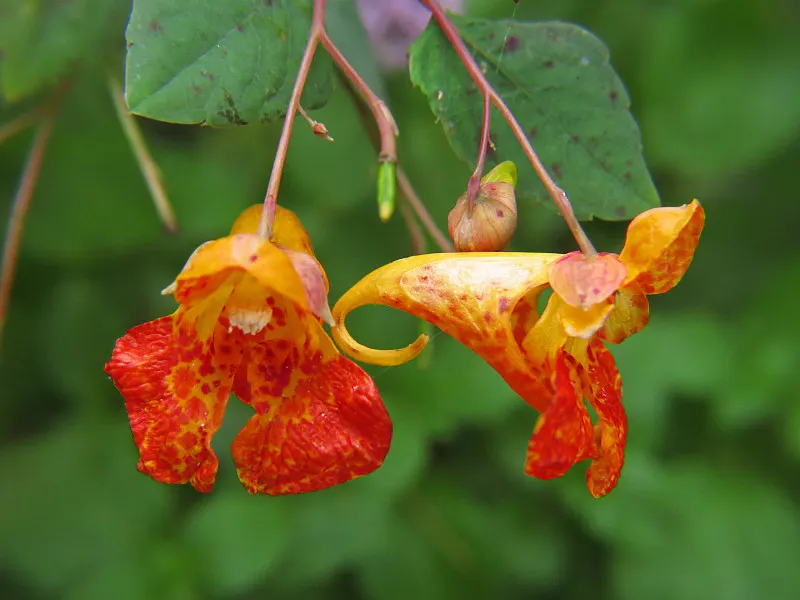 Jewelweed (Impatiens Capensis) — annual for half or shade; which adds a functional aspect to its presence in a garden setting
