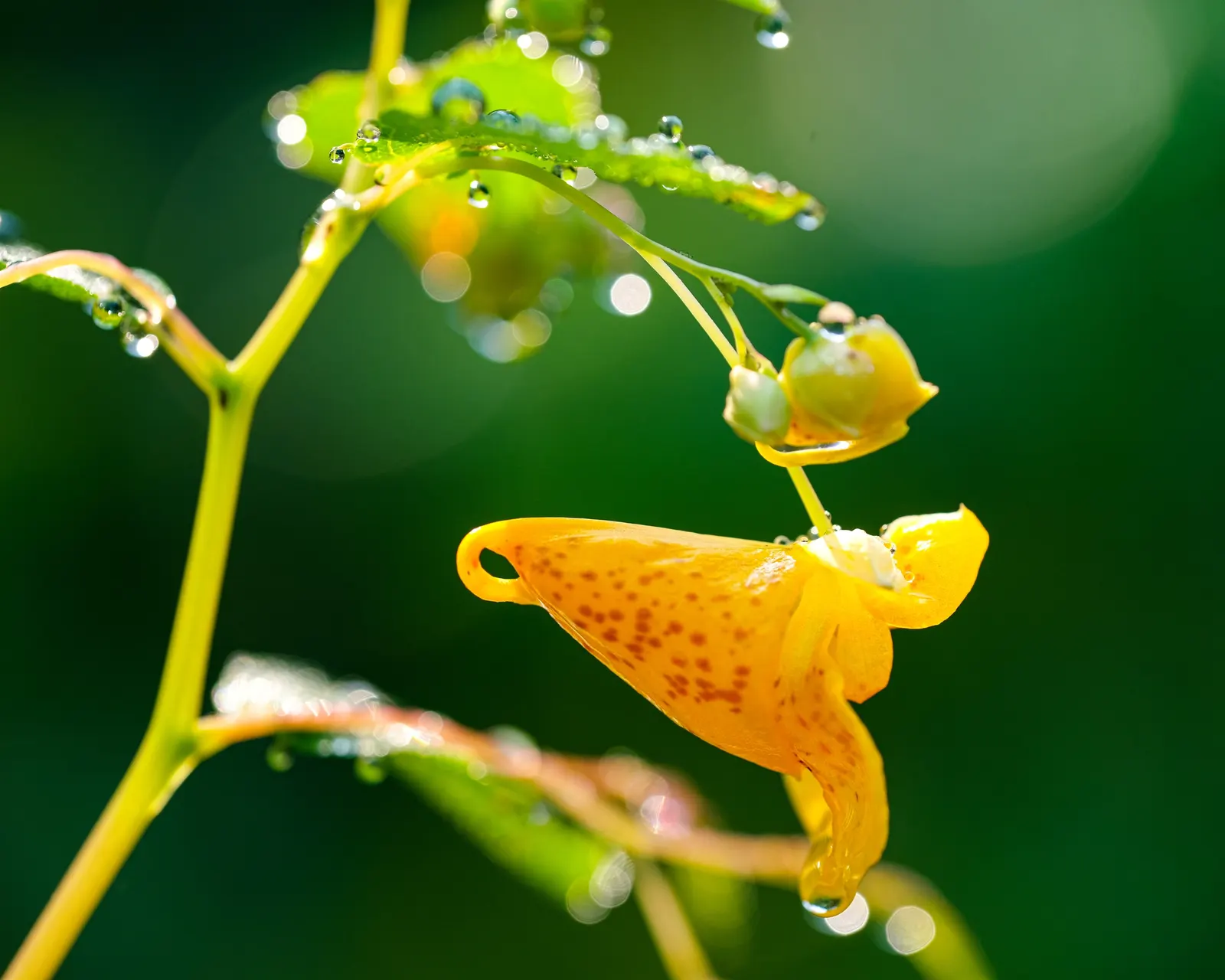 Jewelweed (Impatiens Capensis) — It thrives in hardiness zones 2 through 11 and is valued for its high tolerance to moist conditions