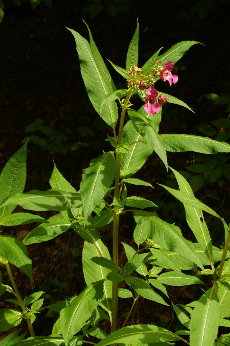 Jewelweed (Impatiens Capensis) — dispersing seeds up to several feet away; particularly in wet or shady areas
