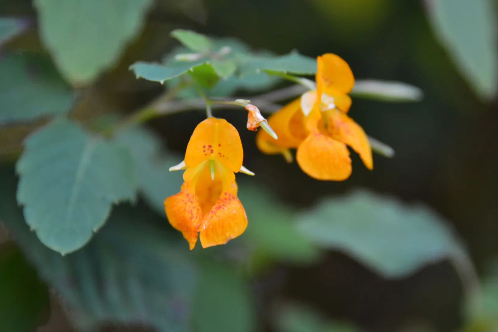 Jewelweed (Impatiens Capensis) — Its natural habitat includes stream banks and moist woodlands; it's a self-seeding annual that can spread, image 187