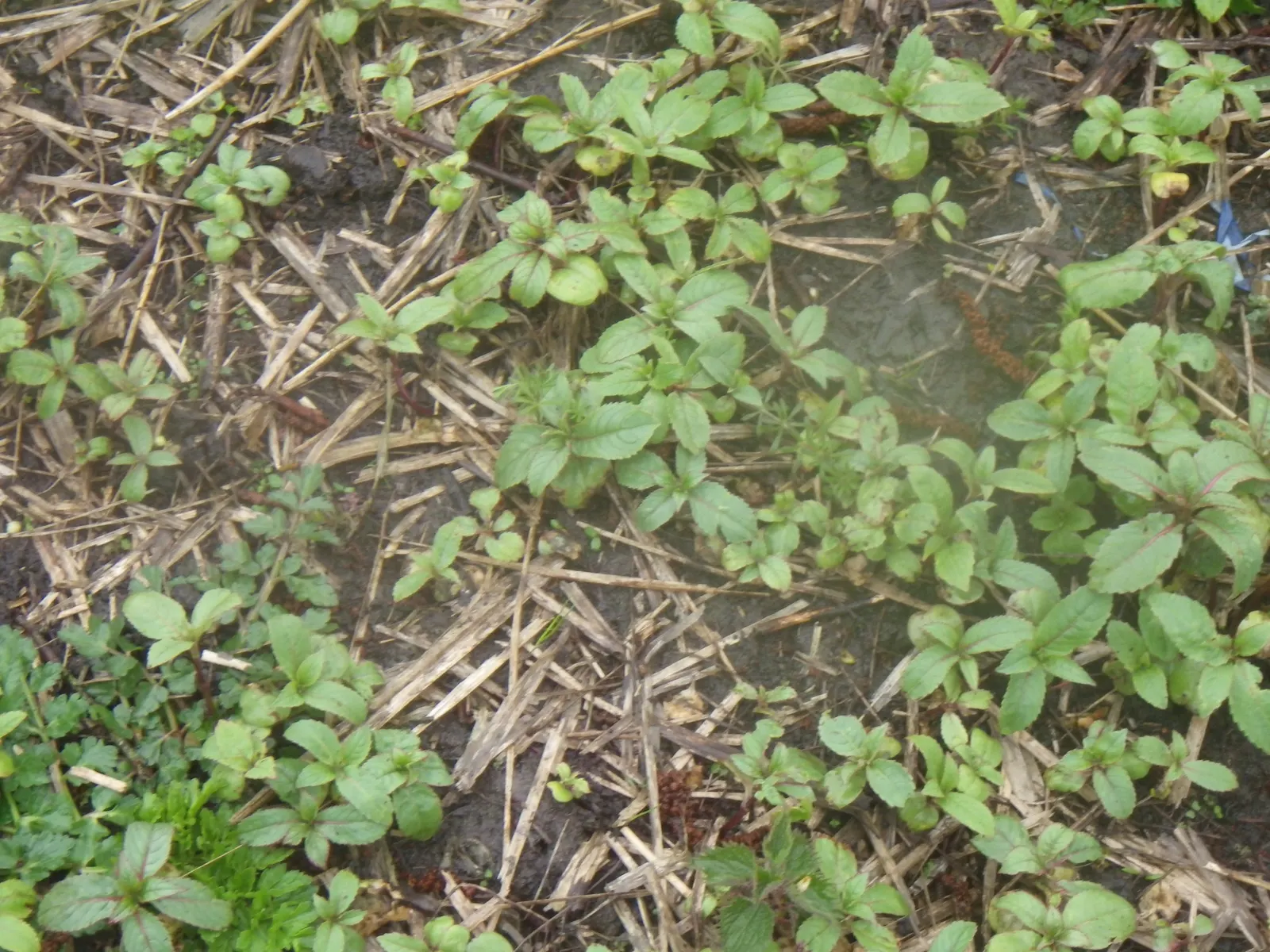 Jewelweed (Impatiens Capensis) — dispersing seeds up to several feet away; particularly in wet or shady areas, image 66