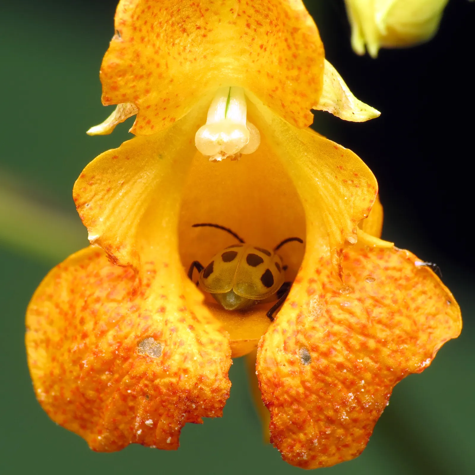 Jewelweed (Impatiens Capensis) — particularly in wet or shady areas; this plant typically reaches a height of 2 to 5 feet and spreads about 1.5 to, image 184