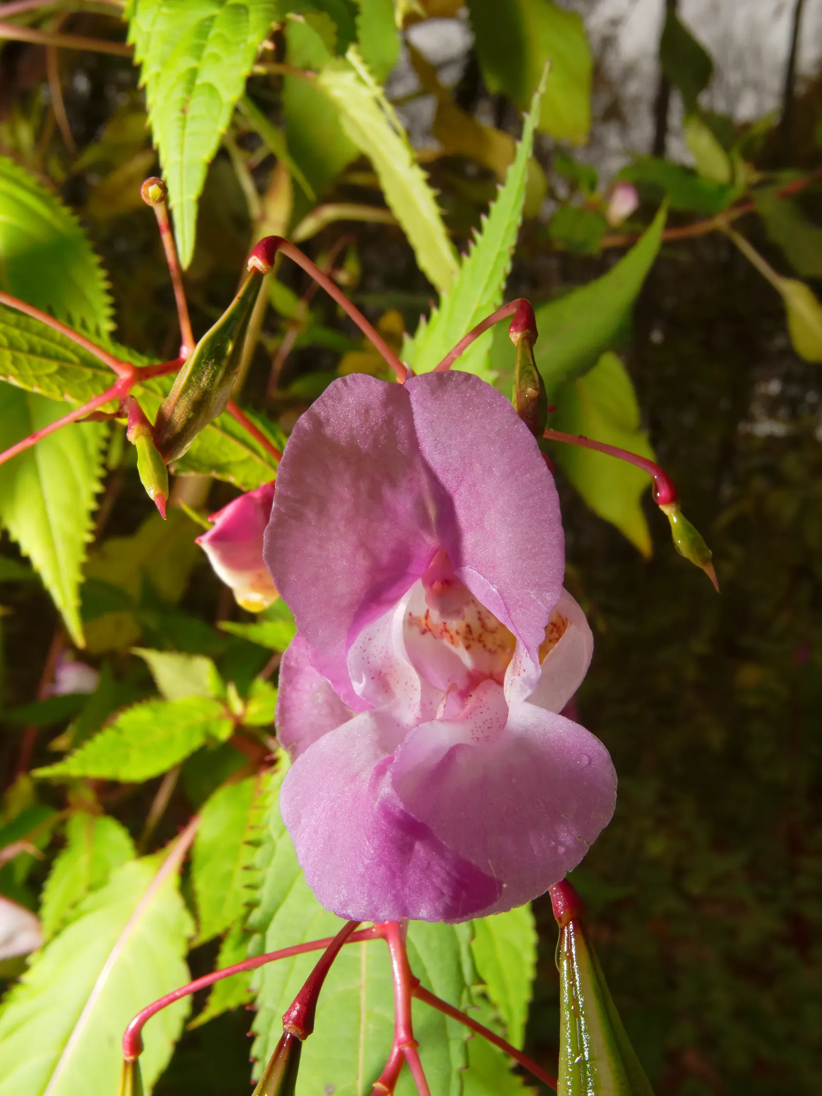 Jewelweed (Impatiens Capensis) — Another intriguing feature is its seed pods which burst open when touched; graces gardens with its vibrant orange-yellow
