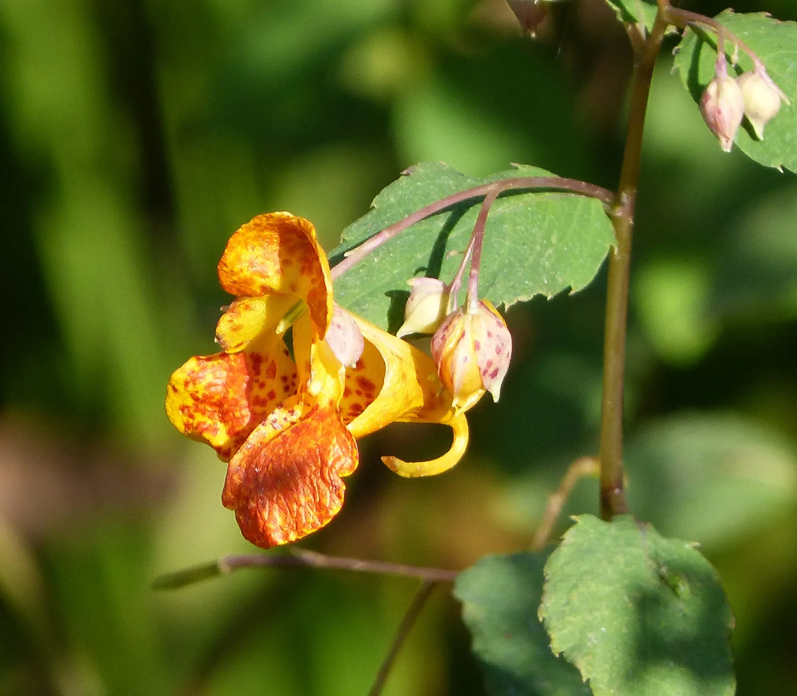 Jewelweed (Impatiens Capensis) — it's important to note that Jewelweed prefers partial to full shade and consistently damp soil; orange flowers in the garden