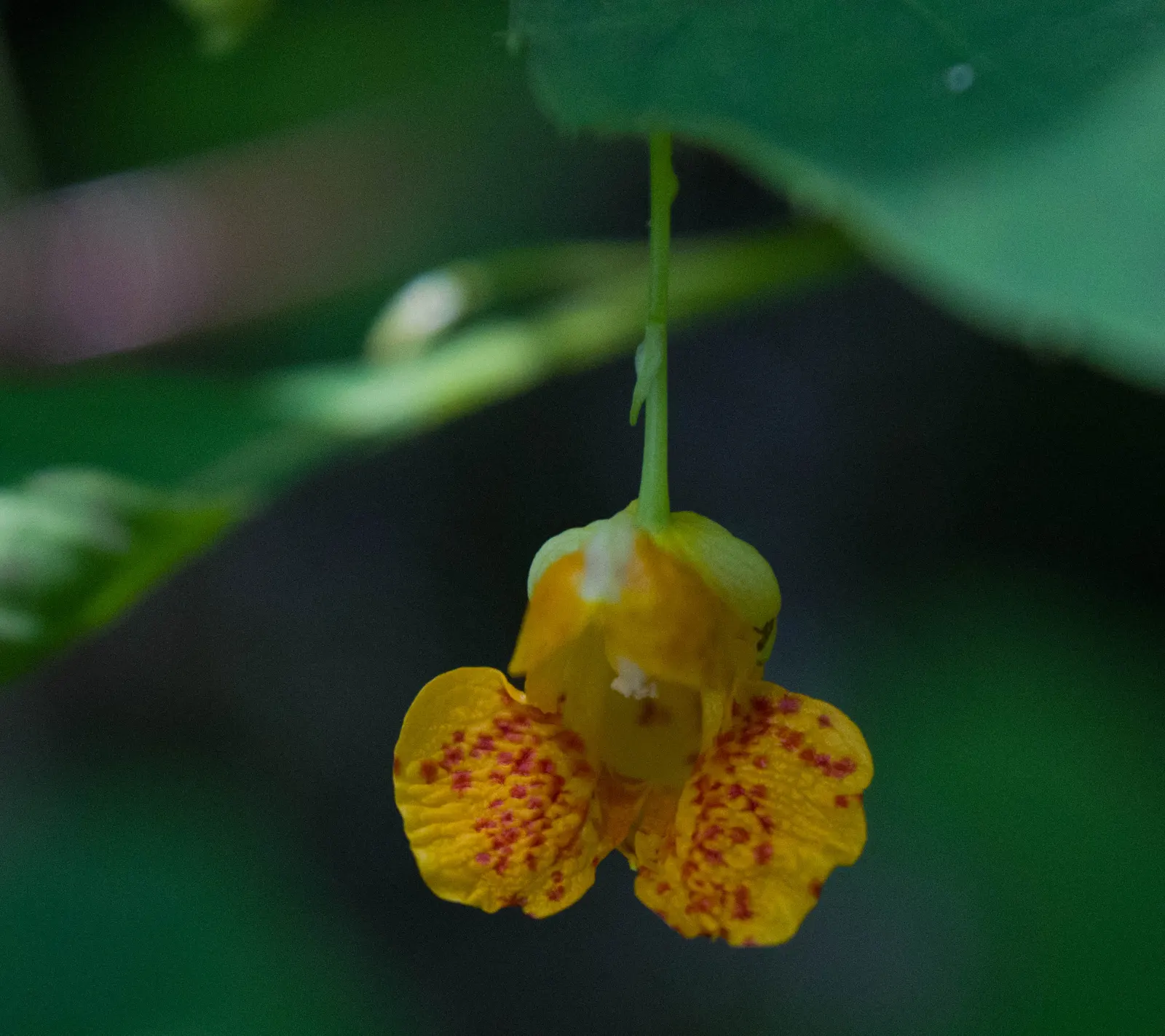 Jewelweed (Impatiens Capensis) — also known as Touch-Me-Not; its succulent stems and trumpet-shaped blooms attract hummingbirds and butterflies, image 101