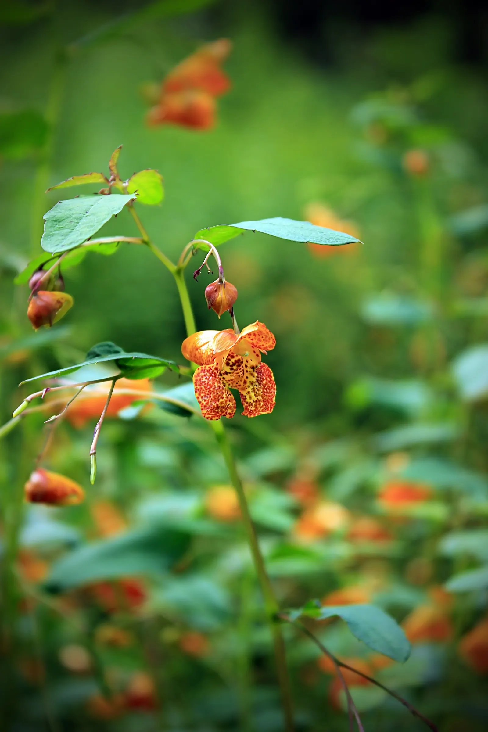 Jewelweed (Impatiens Capensis) — is a North American native annual plant that can be a delightful addition to your landscape; this North American, image 158
