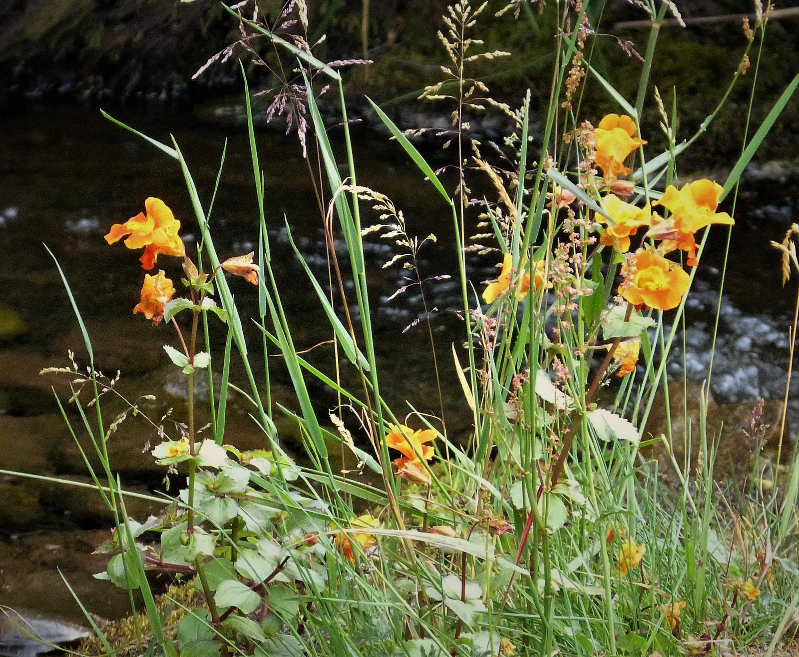 Jewelweed (Impatiens Capensis) — but is adaptable and can tolerate a variety of soil types; making it an excellent choice for wildlife gardens, image 94
