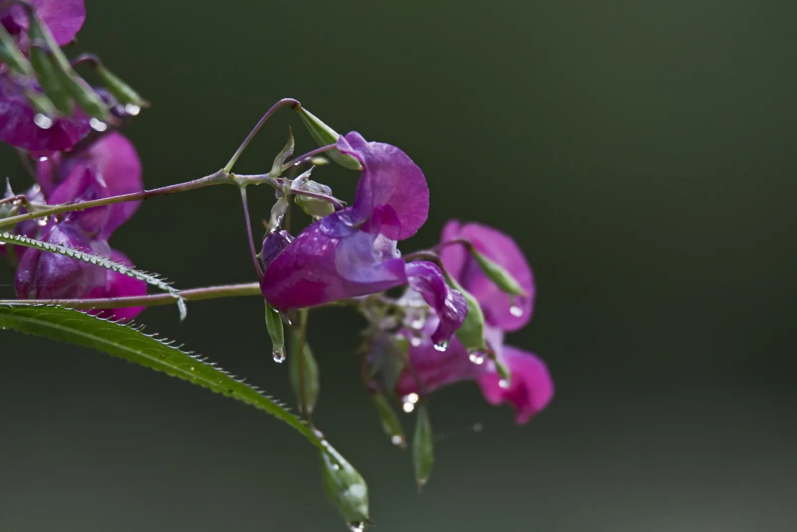 Jewelweed (Impatiens Capensis) — This plant typically reaches a height of 2 to 5 feet and spreads about 1.5 to 2 feet wide; a characteristic that, image 60
