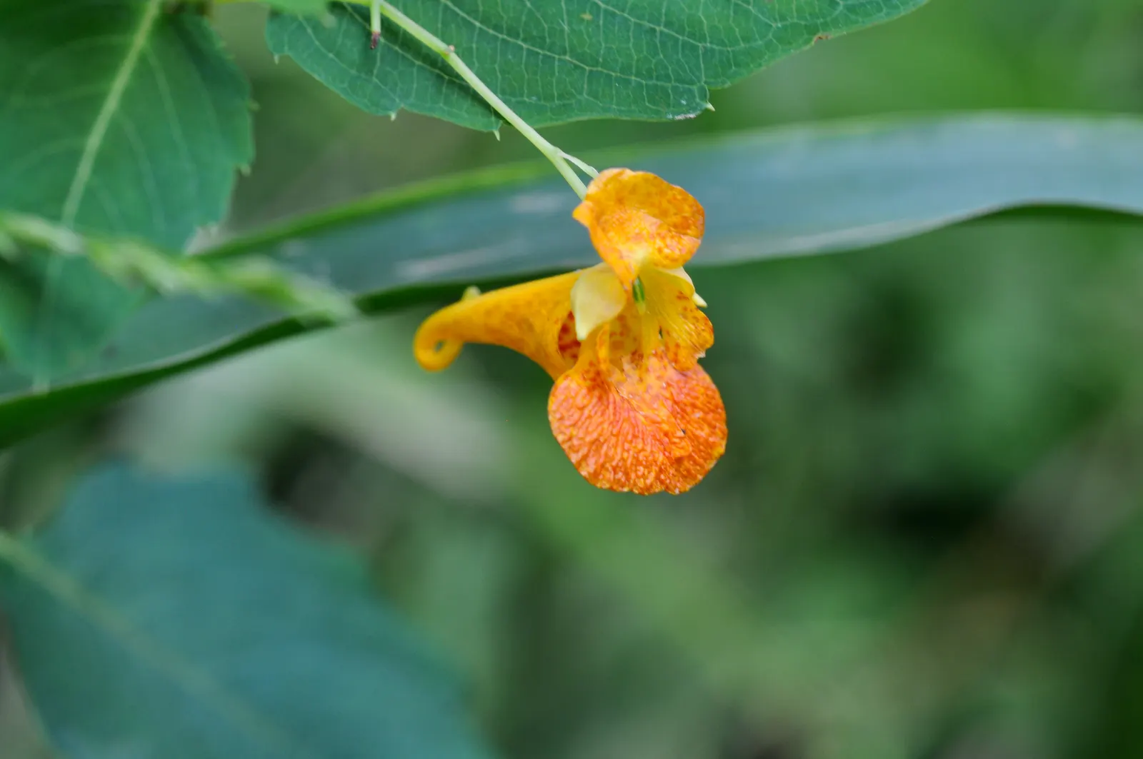 Jewelweed (Impatiens Capensis) — offering not only aesthetic appeal but also serving as a natural remedy for skin irritations; but is adaptable and, image 121