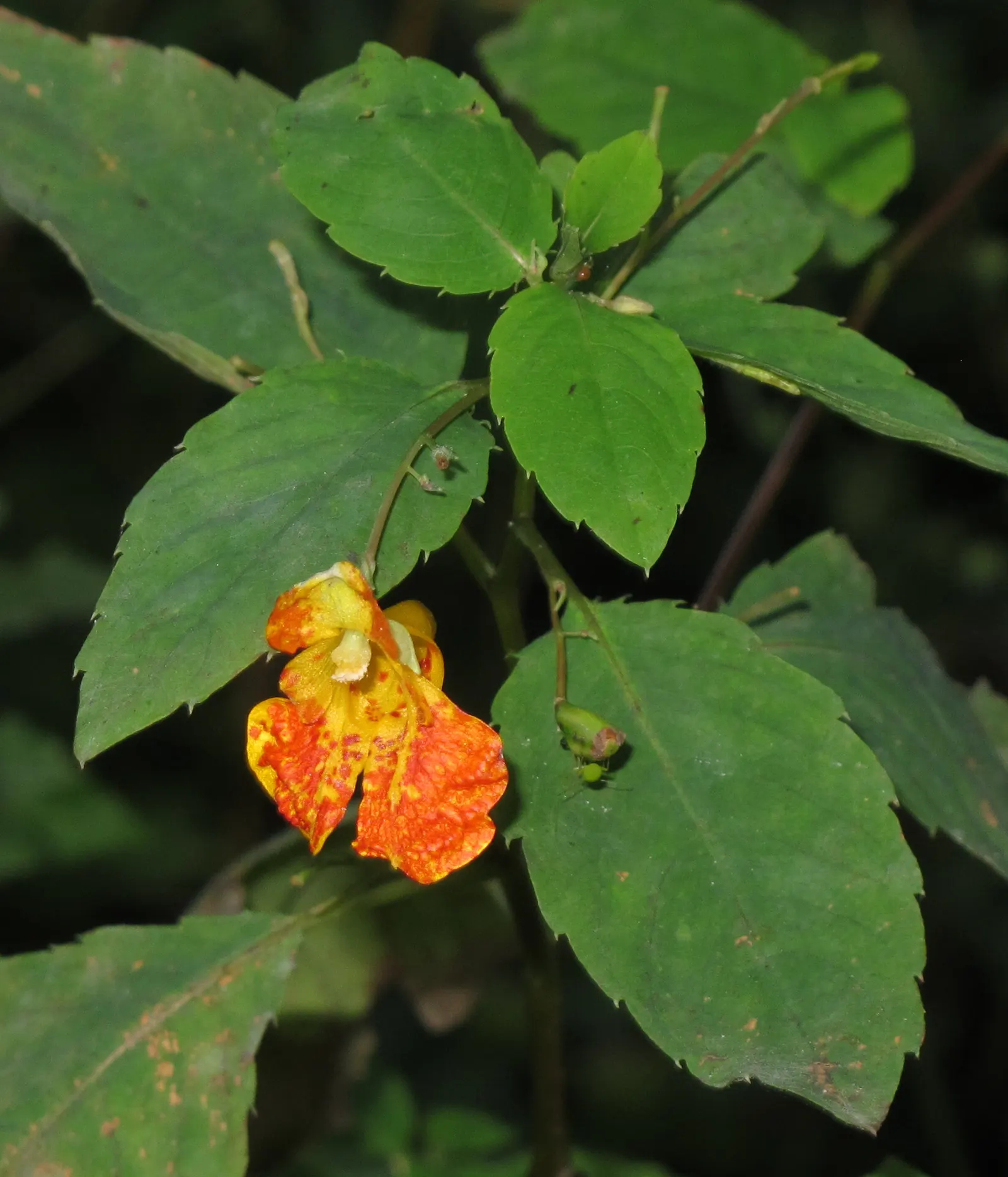 Jewelweed (Impatiens Capensis) — dispersing seeds up to several feet away; particularly in wet or shady areas, image 91