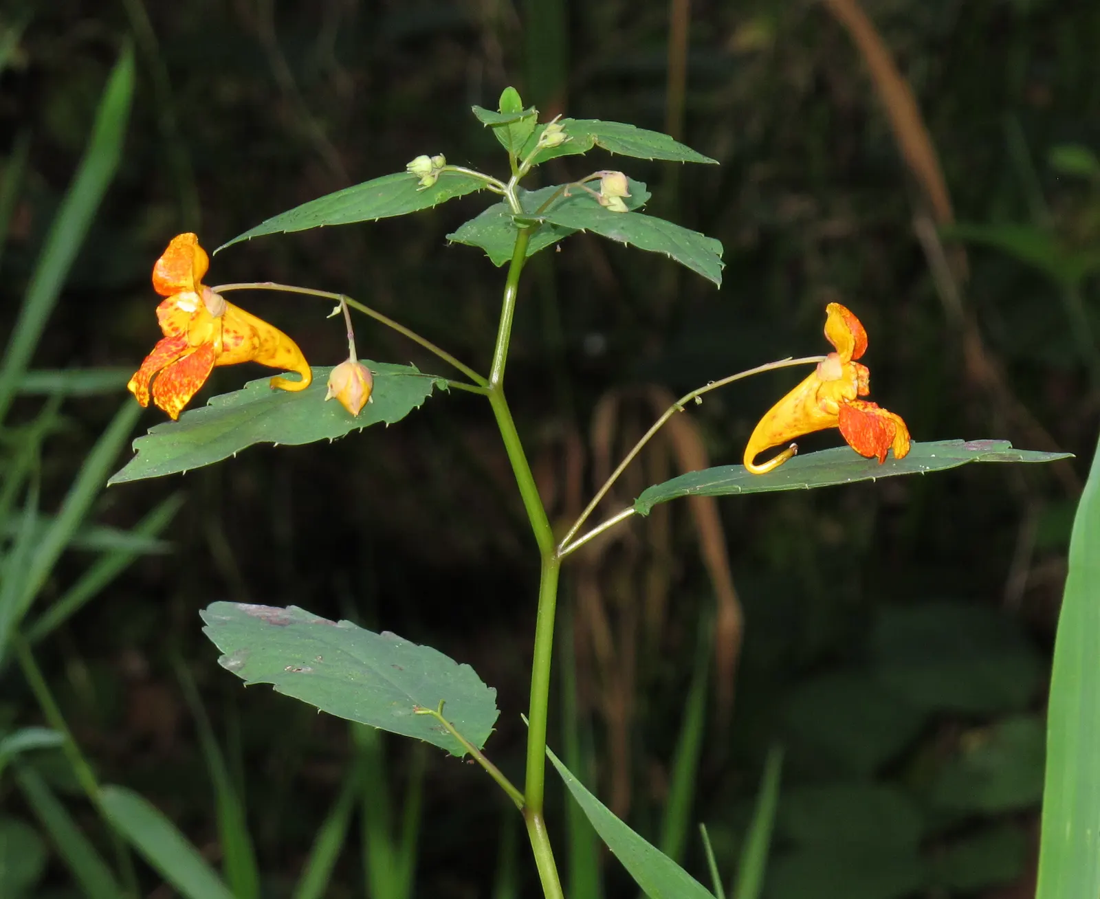 Jewelweed (Impatiens Capensis) — This North American native typically grows 2 to 5 feet tall and thrives in moist, shady areas; it's important to, image 53