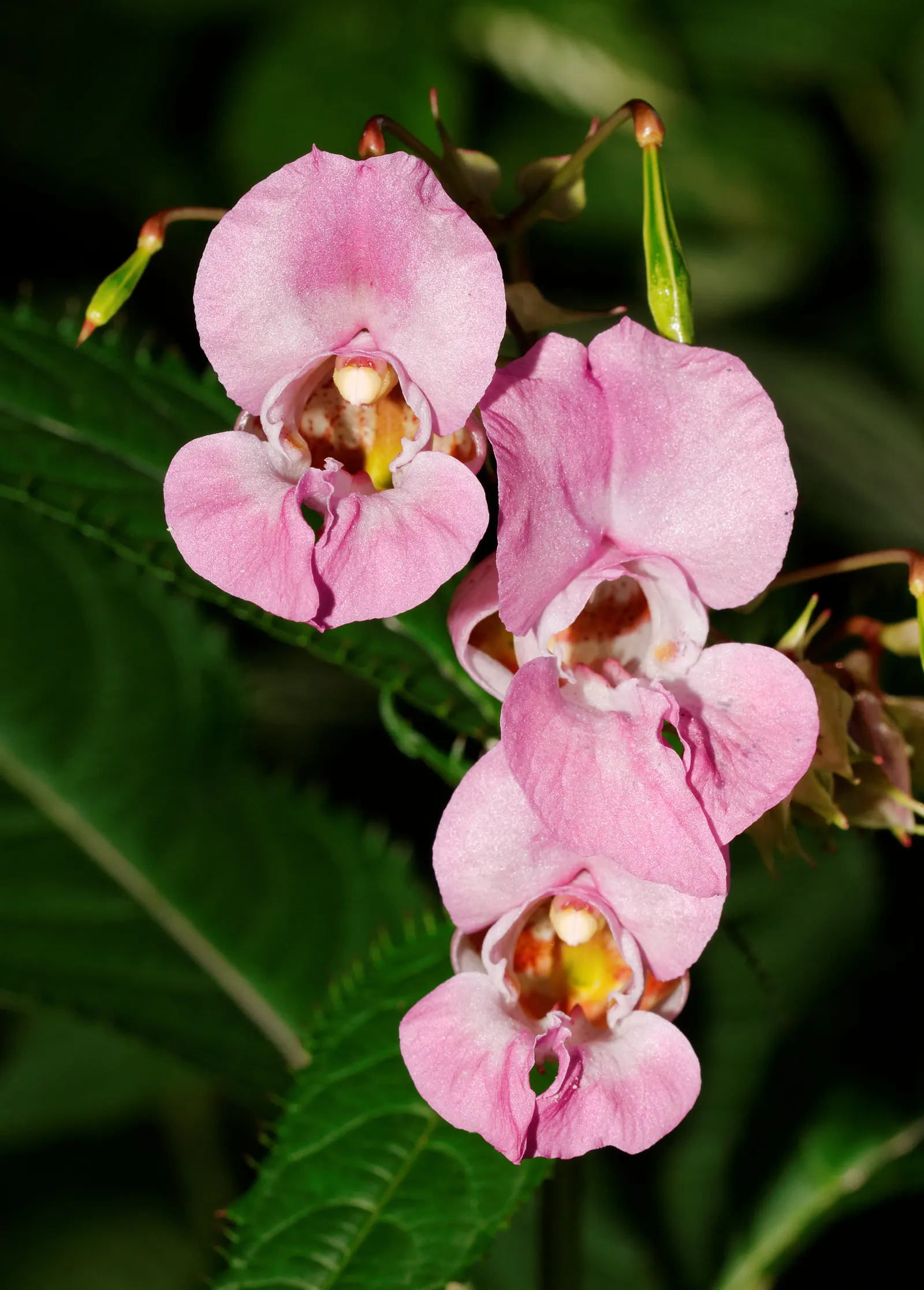 Jewelweed (Impatiens Capensis) — Another intriguing feature is its seed pods which burst open when touched; graces gardens with its vibrant, image 165