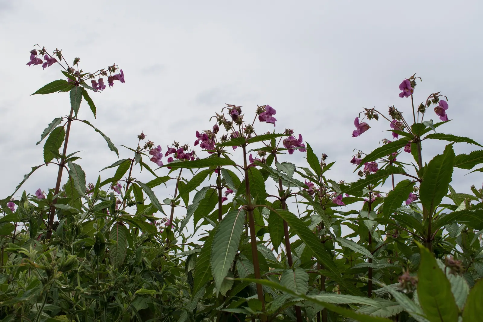 Jewelweed (Impatiens Capensis) — The flowers are roughly 1-inch in length and are a magnet for pollinators like hummingbirds and butterflies; it's, image 114