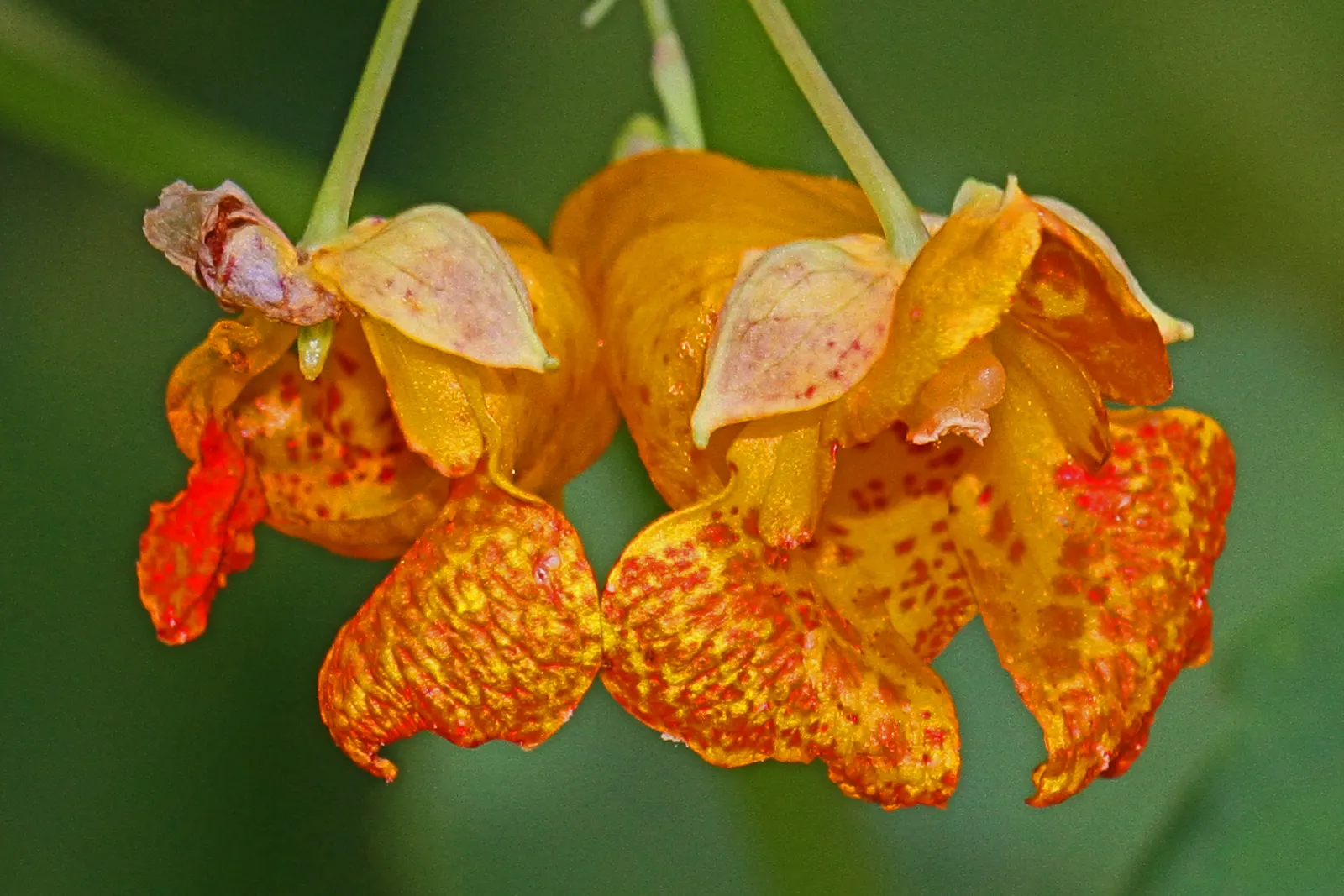 Jewelweed (Impatiens Capensis) — This North American native typically grows 2 to 5 feet tall and thrives in moist, shady areas; it's important to note that