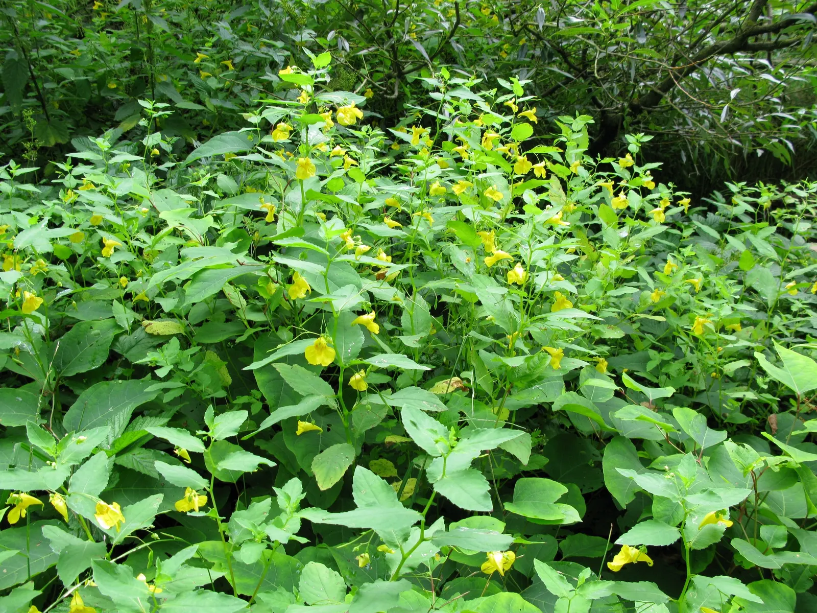 Jewelweed (Impatiens Capensis) — which adds a functional aspect to its presence in a garden setting