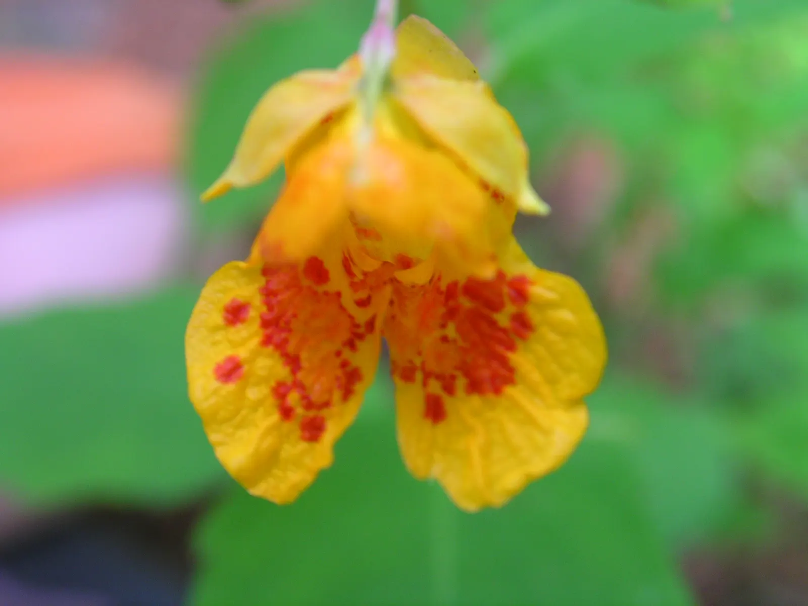 Jewelweed (Impatiens Capensis) — This North American native typically grows 2 to 5 feet tall and thrives in moist, shady areas