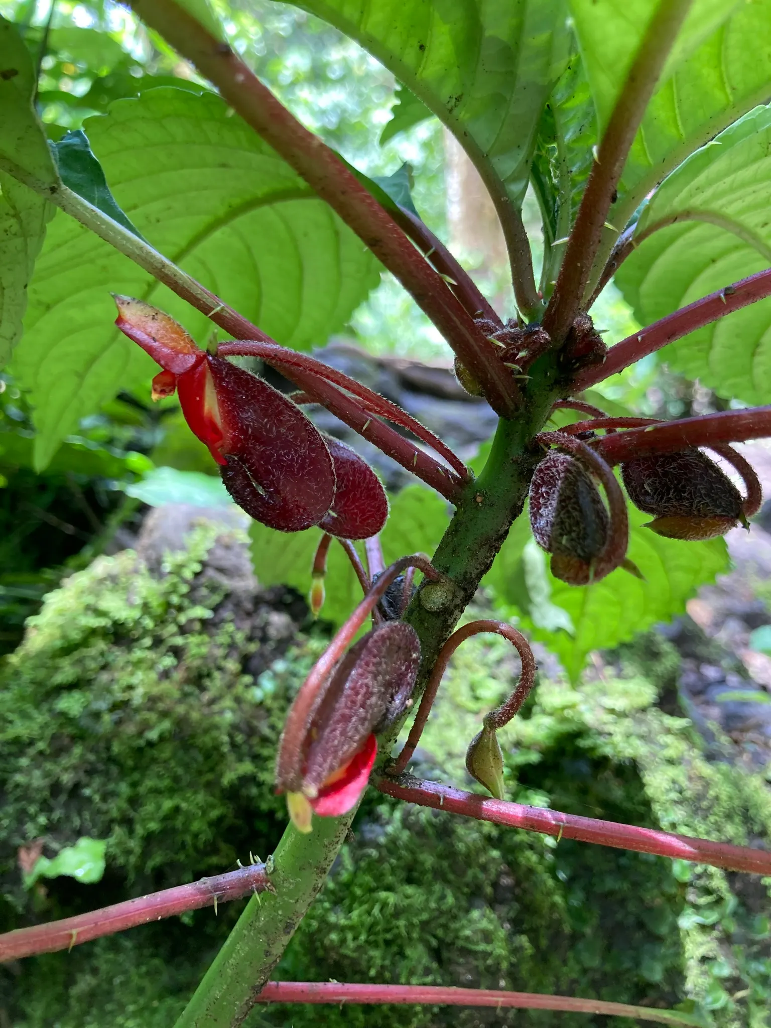 Jewelweed (Impatiens Capensis) — orange flowers in the garden; is a North American native annual plant that can be a delightful addition to your, image 73