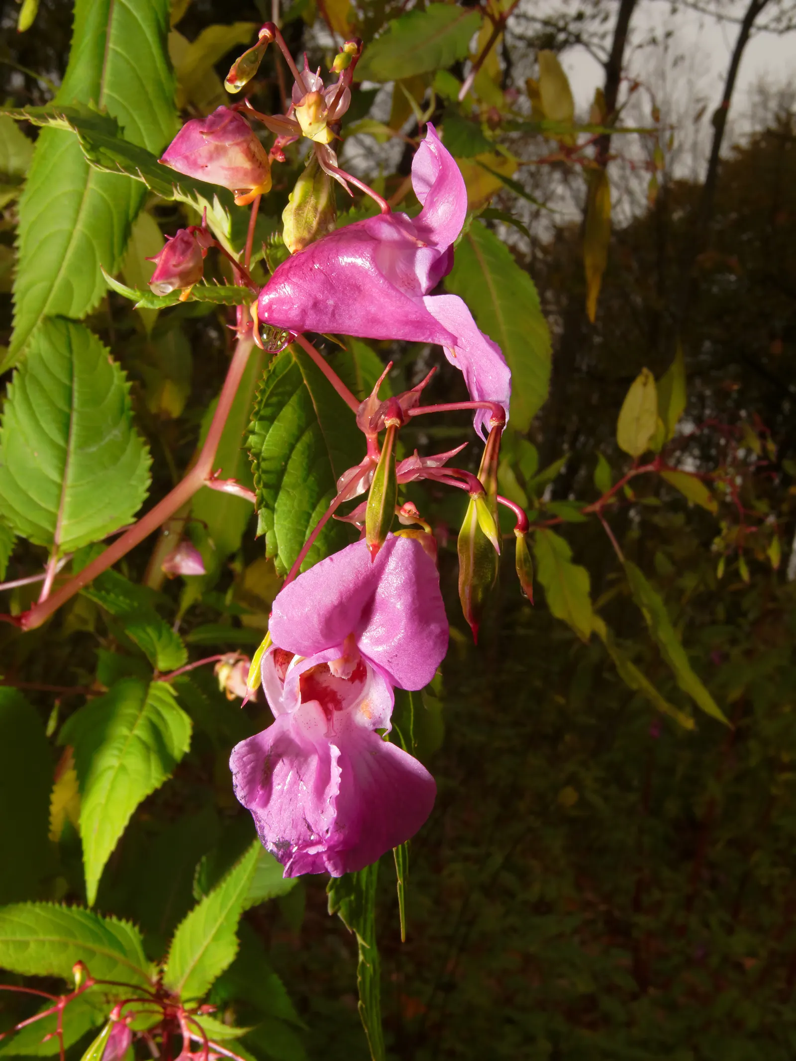 Jewelweed (Impatiens Capensis) — making it an excellent choice for wildlife gardens; commonly referred to as Jewelweed or Orange Touch-Me-Not, image 180