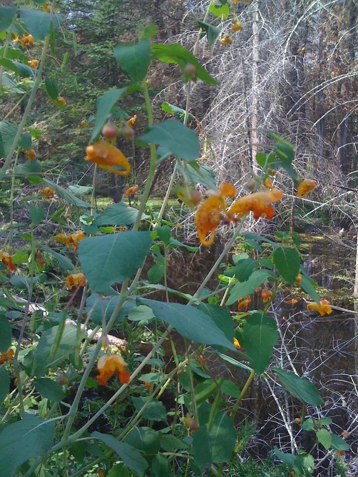 Jewelweed (Impatiens Capensis) — making it an excellent choice for wildlife gardens; commonly referred to as Jewelweed or Orange Touch-Me-Not, image 80