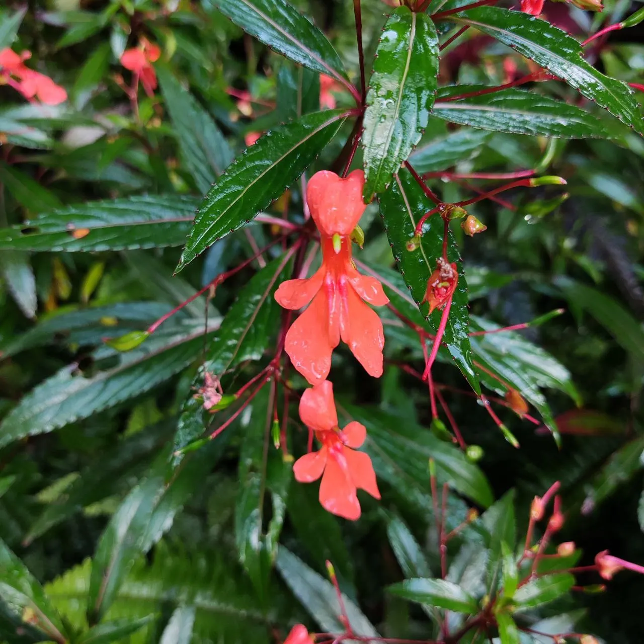 Jewelweed (Impatiens Capensis) — offering not only aesthetic appeal but also serving as a natural remedy for skin irritations; but is adaptable and, image 171